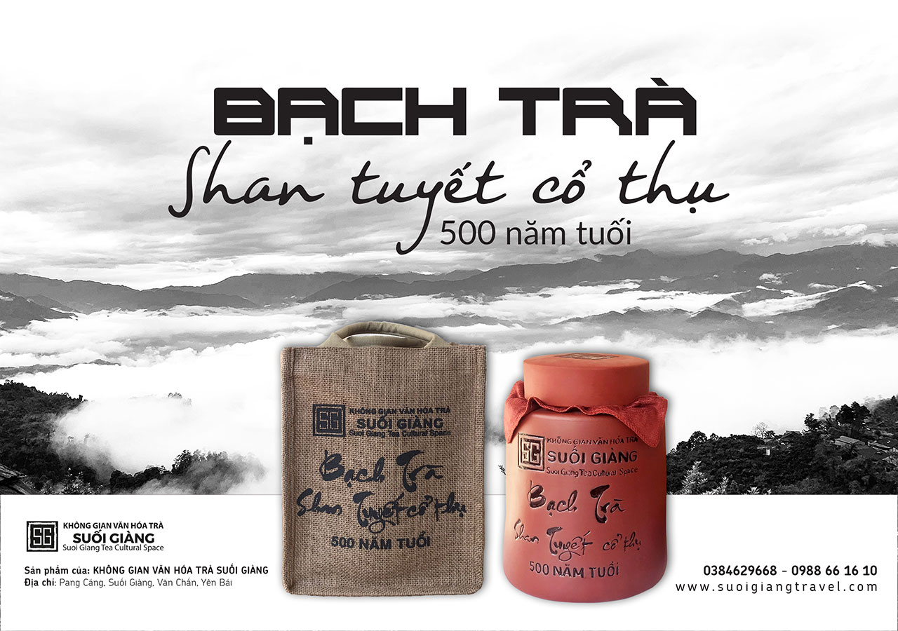 Bạch trà Shan Tuyết cổ thụ - 500 năm tuổi